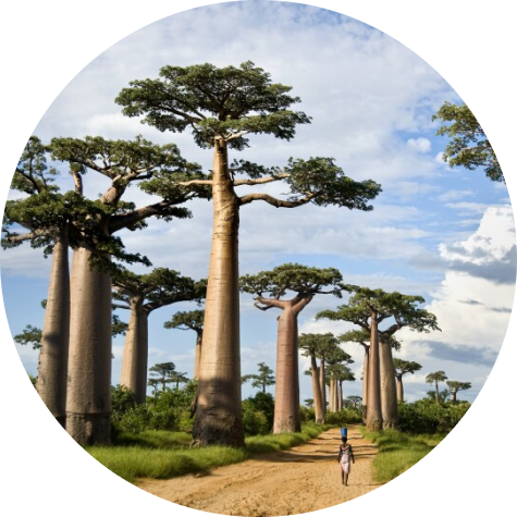 Person walking by baobab trees.